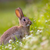 lapin.sauvage avatar