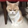 ruslpet avatar