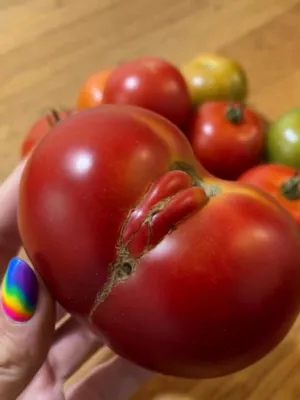#Funny #Ass #Shorts #Food #Viral #Tiktok Porn #Leaks #Instagram Leaks #Tiktok18+ #Reels #Insta Reels #Tomato